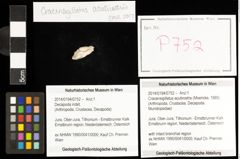 Foto (Objekt + Etiketten) von Cracensigillatus acutirostris (Moericke, 1889) 